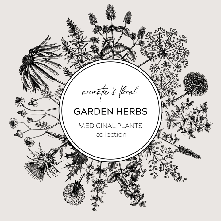 Vintage herbs wreath. Sketched aromatic plants border. Botanical design. Herbal tea ingredient sketches. Hand drawn flowers banners for cosmetics, perfumery, herbal medicine. Floral card template